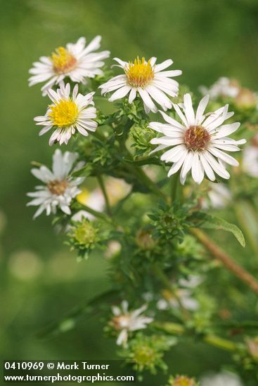 Aster eatonii