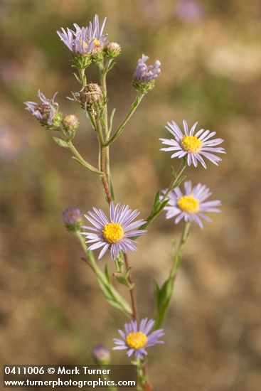Aster ascendens