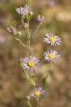 Aster ascendens
