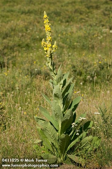 Verbascum thapsus