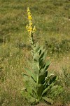 Verbascum thapsus