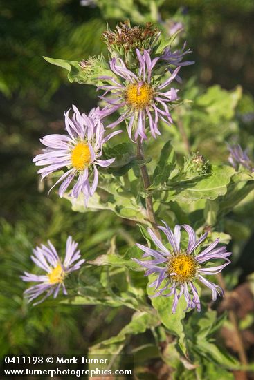 Symphyotrichum cusickii (Aster foliaceus var. cusickii)