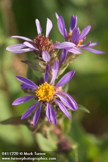 Aster integrifolius