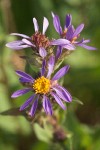 Aster integrifolius