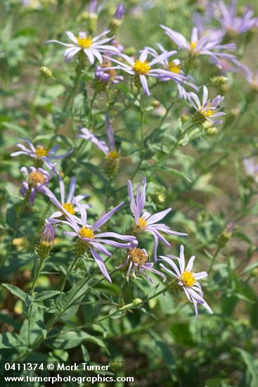 Aster ledophyllus