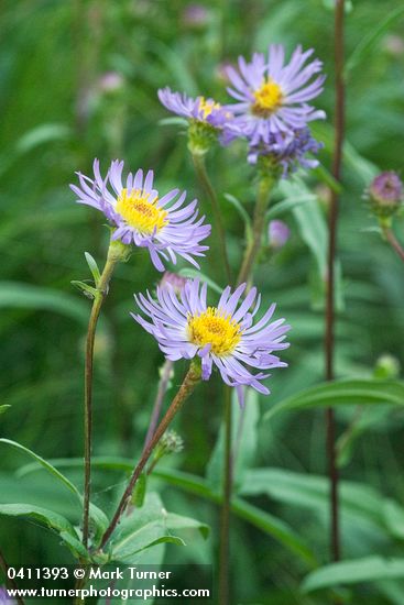 Symphyotrichum foliaceum var. parryi (Aster foliaceus var. parryi)