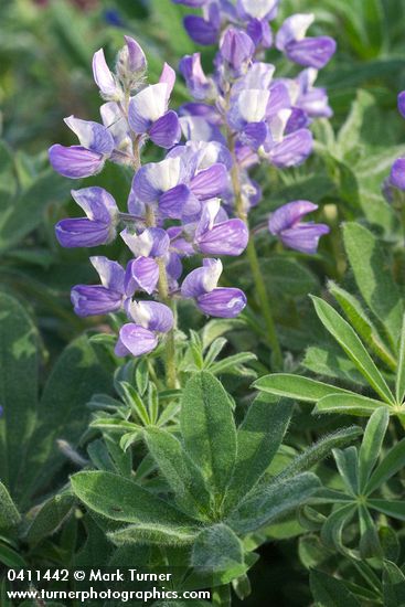 Lupinus arcticus</em> ssp. <em>subalpinus