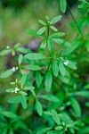 Galium trifidum