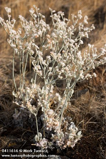 Eriogonum strictum var. proliferum