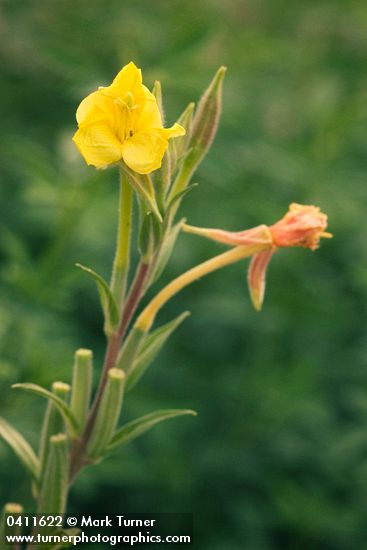 Oenothera villosa