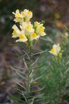 Linaria vulgaris