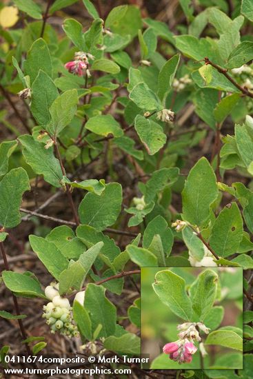 Symphoricarpos mollis