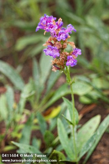 Penstemon euglaucus