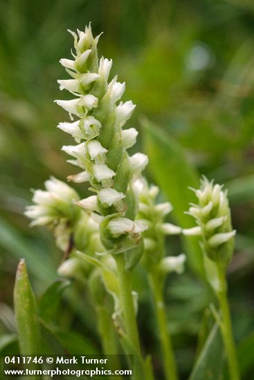 Spiranthes porrifolia