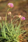 Armeria maritima