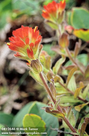 Castilleja mendocinensis