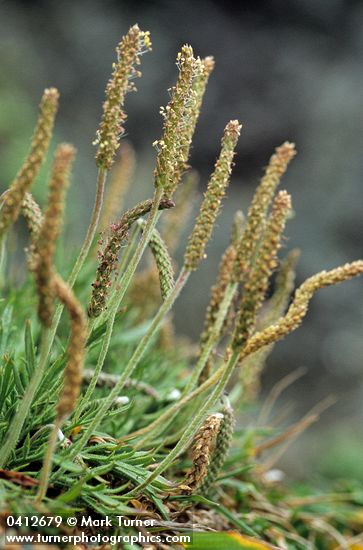 Plantago coronopus
