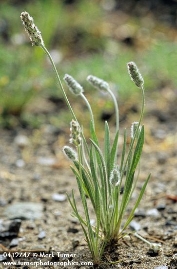 Plantago erecta