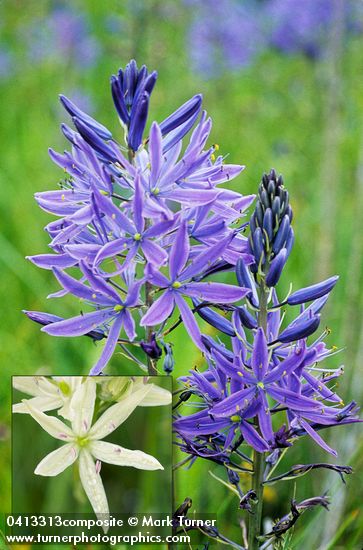 Camassia leichtlinii