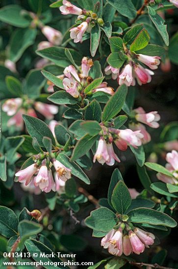 Symphoricarpos oreophilus