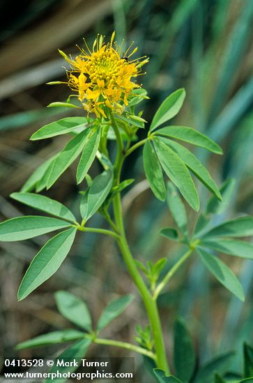 Cleome lutea