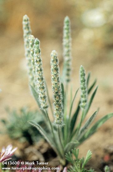 Plantago patagonica