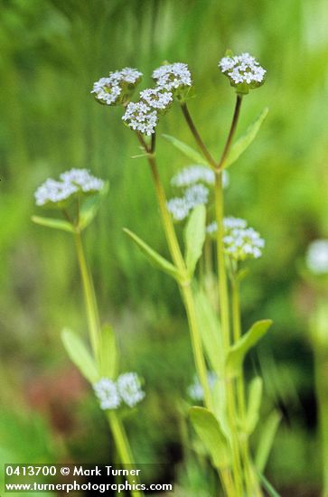 Valerianella locusta