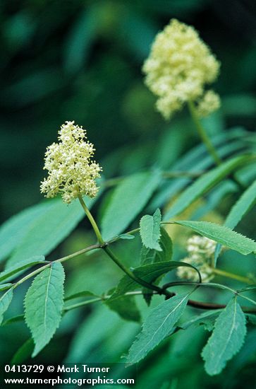 Sambucus racemosa var. melanocarpa