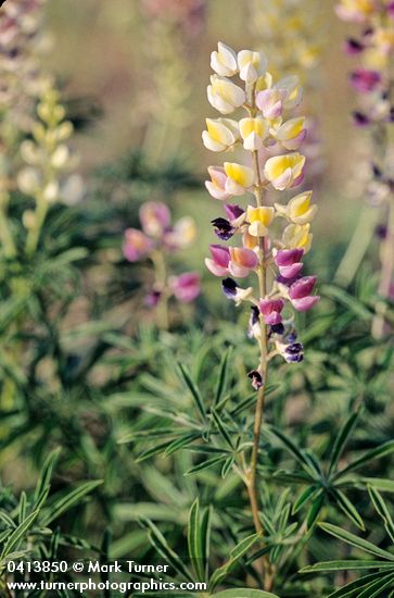 Lupinus arbustus