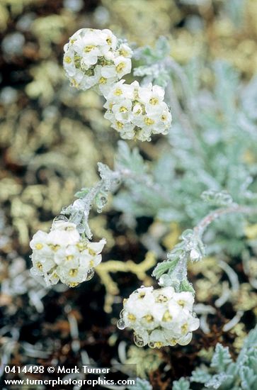Smelowskia calycina</em> var. <em>americana