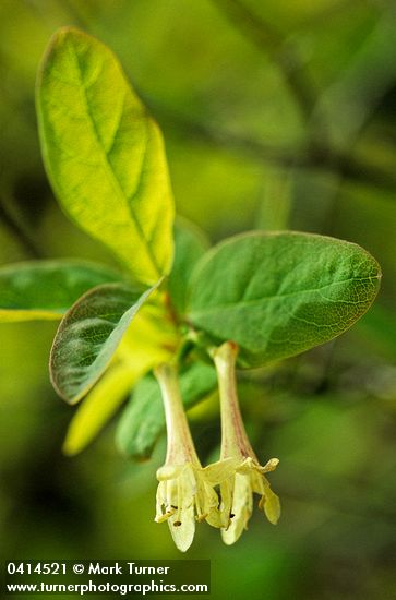 Lonicera utahensis