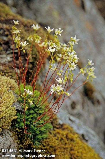 Saxifraga bronchialis