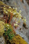 Saxifraga bronchialis
