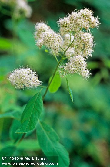 Spiraea ×pyramidata