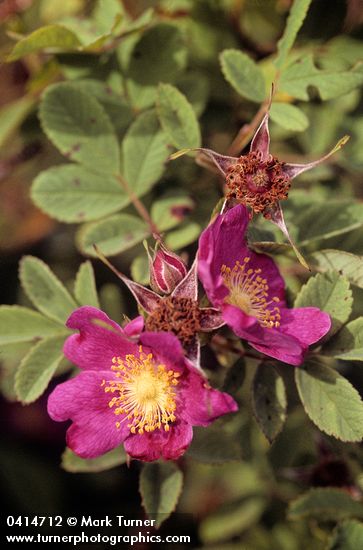 Rosa pisocarpa