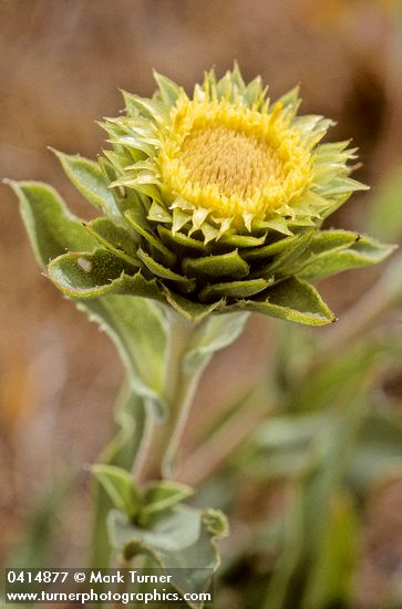 Pyrrocoma carthamoides