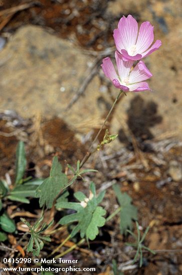 Sidalcea glaucescens