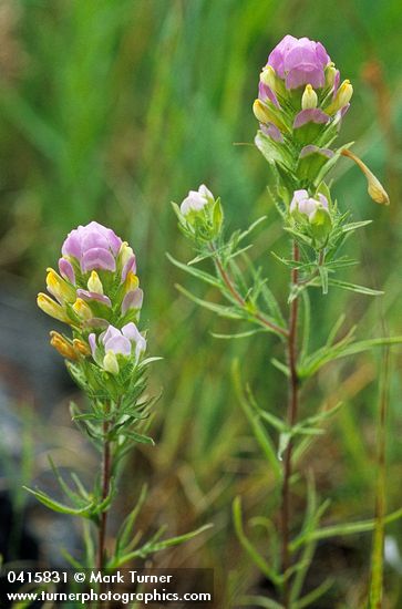 Orthocarpus tenuifolius