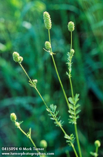 Sanguisorba annua