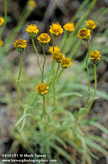 Erigeron austiniae (E. chrysopsidis var. austiniae)