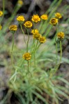 Austin's Fleabane