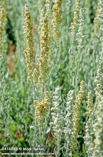 Artemisia ludoviciana