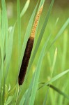 Typha latifolia