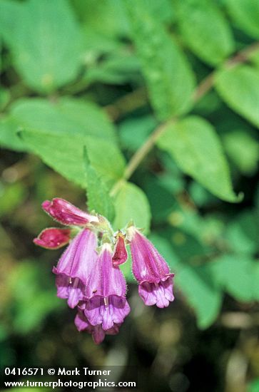 Nothochelone nemorosa