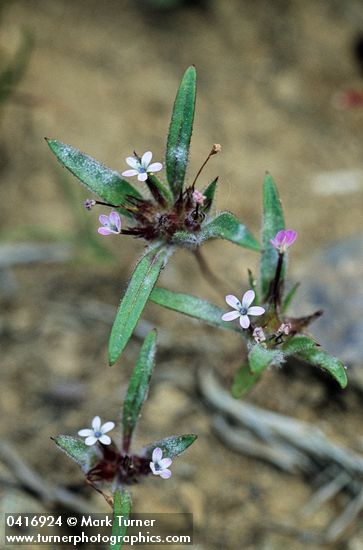 Collomia tinctoria