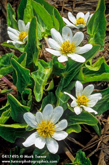 Caltha leptosepala</em> ssp. <em>leptosepala</em> var. <em>leptosepala