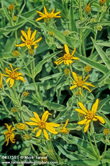 Arnica longifolia