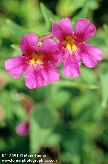 Mimulus lewisii