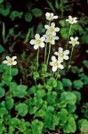 Parnassia fimbriata