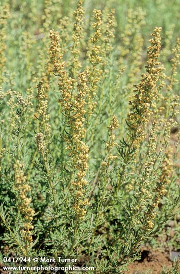 Artemisia michauxiana
